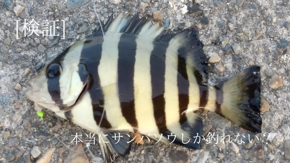 本当にサンバソウしか釣れない？夏の堤防で2日間徹底検証！